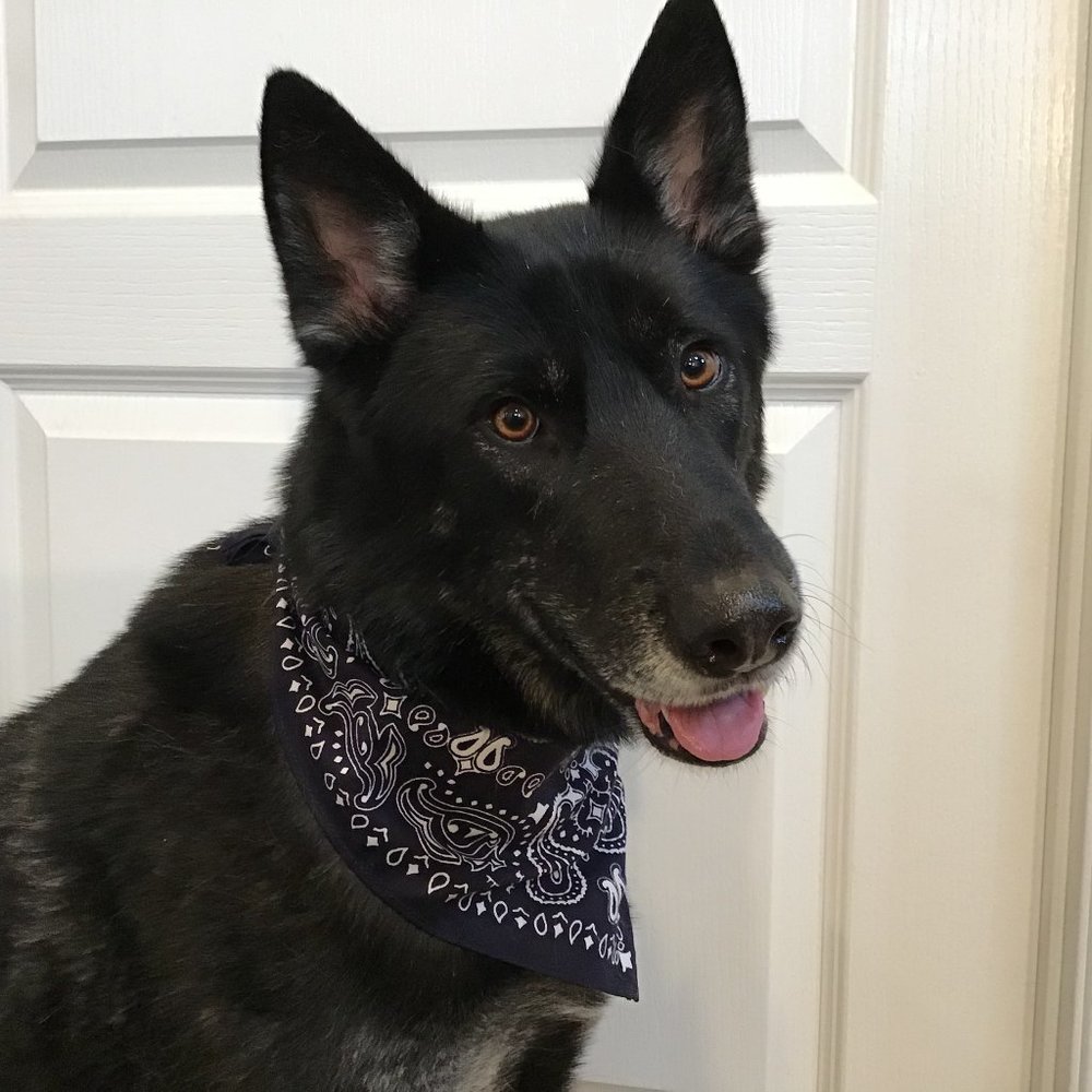 Levi's Strauss Co. Limited Edition X 2 Navy Blue and White Traditional Bandana